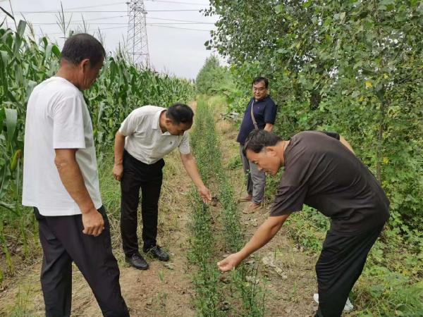 304am永利集团开展平度农业园区绿植围挡建设项目中期验收